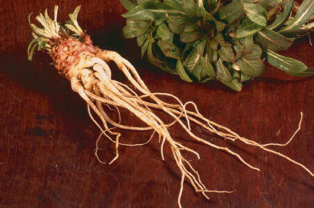 Heirloom Root Vegetable Varieties Image